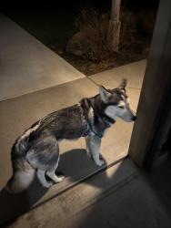 Found/Stray Unknown Dog last seen Gender rd , Lancaster, OH 43130