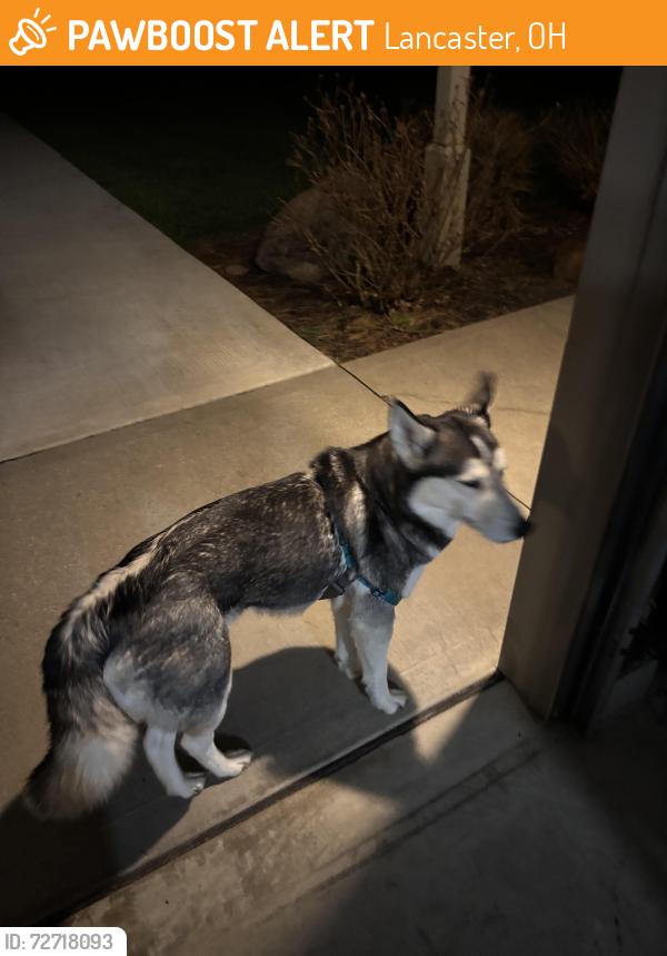 Found/Stray Unknown Dog last seen Gender rd , Lancaster, OH 43130
