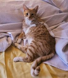 Lost Male Cat last seen Between 28th St and Parkway Elementary , Saint Joseph, MO 64507