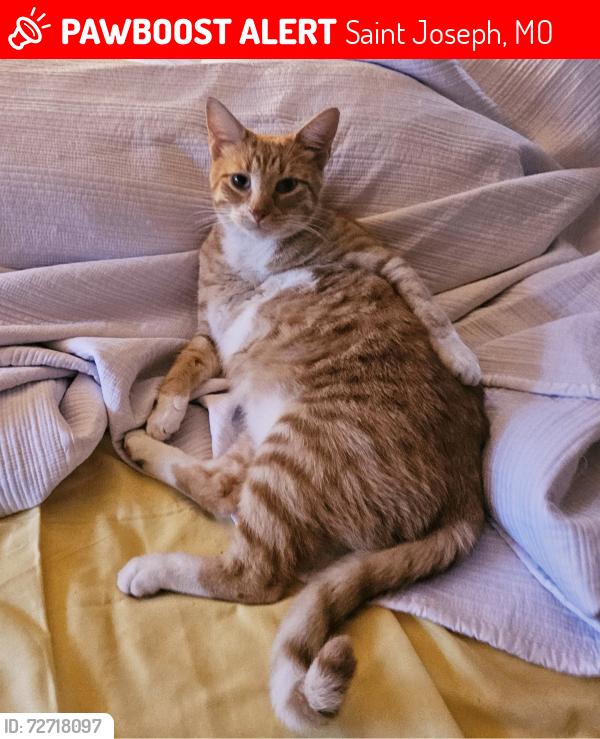 Lost Male Cat last seen Between 28th St and Parkway Elementary , Saint Joseph, MO 64507