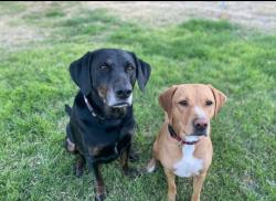Lost Male Dog last seen Massachusetts Street, Lemon Grove, CA 91945