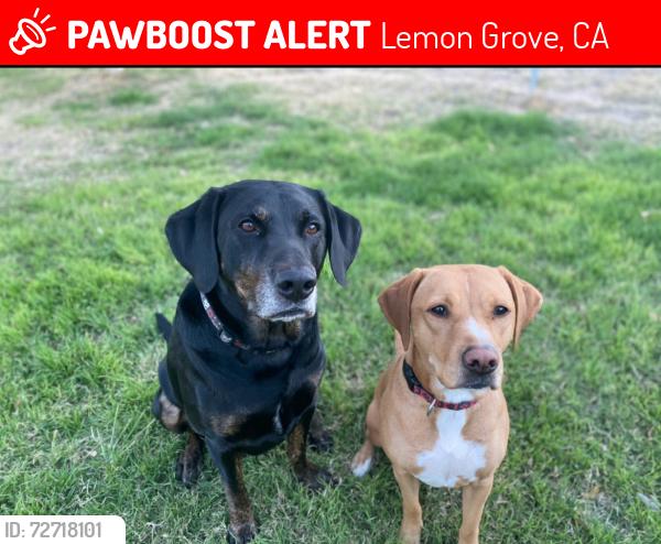 Lost Male Dog last seen Massachusetts Street, Lemon Grove, CA 91945