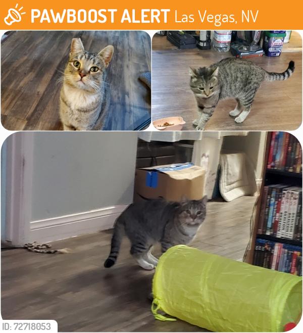 Found/Stray Male Cat last seen Pecos Rd & Bonanza Rd, Las Vegas, NV 89110