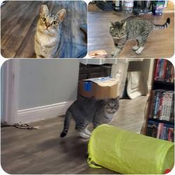 Found/Stray Male Cat last seen Pecos Rd & Bonanza Rd, Las Vegas, NV 89110