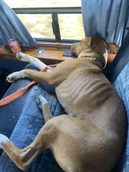 Lost Male Dog last seen Beautiful savior Lutheran church, Lee's Summit, MO 64063