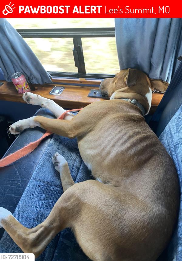 Lost Male Dog last seen Beautiful savior Lutheran church, Lee's Summit, MO 64063