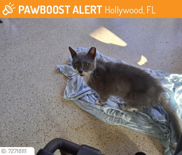 Found/Stray Unknown Cat last seen Filmore and 44th ave , Hollywood, FL 33021