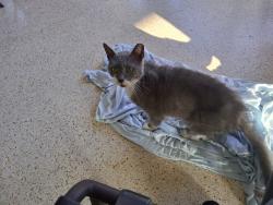 Found/Stray Unknown Cat last seen Filmore and 44th ave , Hollywood, FL 33021