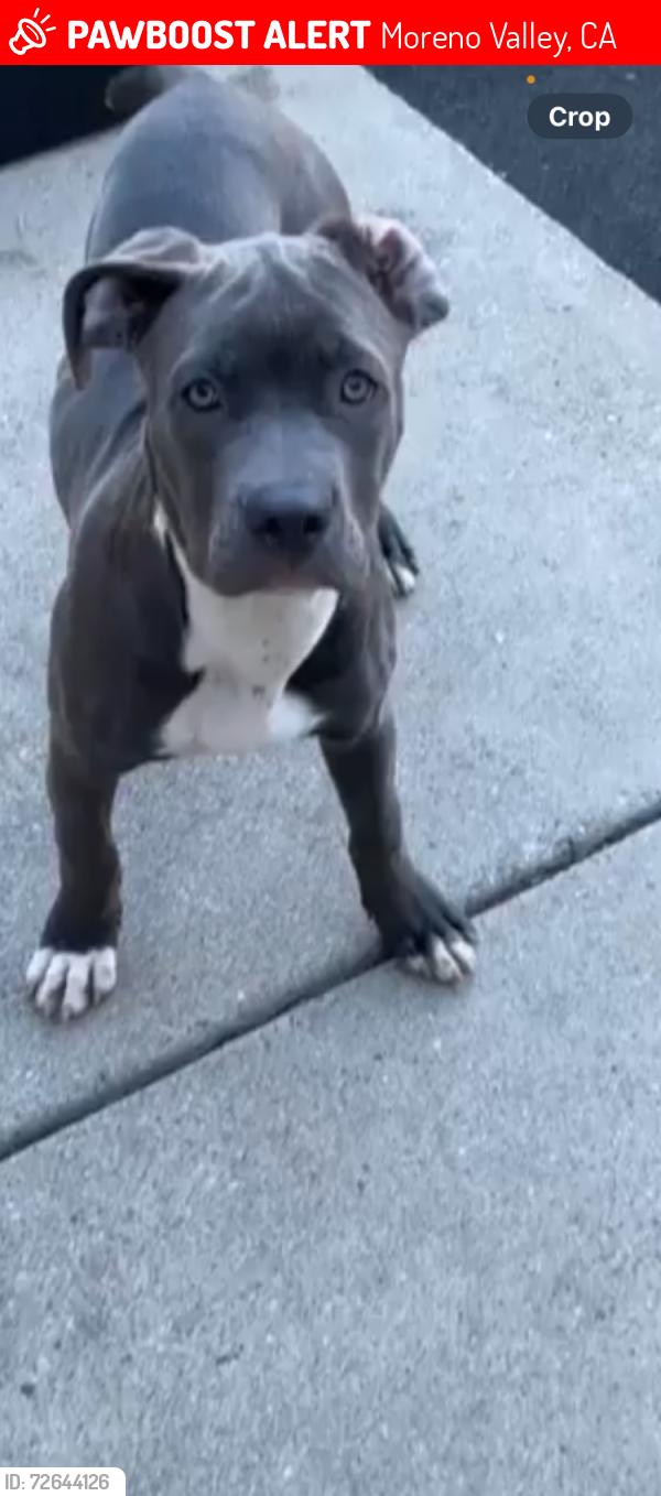 Lost Female Dog last seen Pigeon Pass and Box Sorings, Moreno Valley, CA 92557