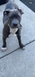 Lost Female Dog last seen Pigeon Pass and Box Sorings, Moreno Valley, CA 92557