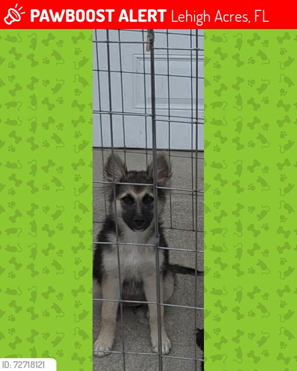 Lost Female Dog last seen Champion ave , Lehigh Acres, FL 33971