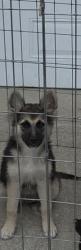 Lost Female Dog last seen Champion ave , Lehigh Acres, FL 33971