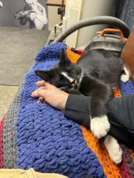 Lost Male Cat last seen Behind ChooChoo Grill, Grand Rapids, MI 49503