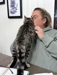 Lost Male Cat last seen Cain/babcock, Visalia, CA 93292
