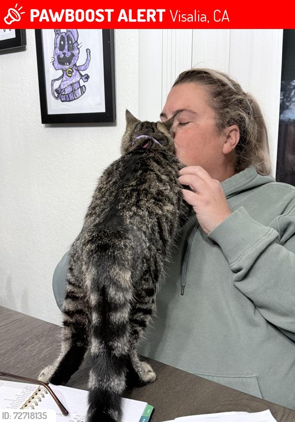 Lost Male Cat last seen Cain/babcock, Visalia, CA 93292