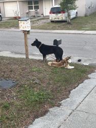 Found/Stray Unknown Dog last seen Fox follow , Jasmine Estates, FL 34668