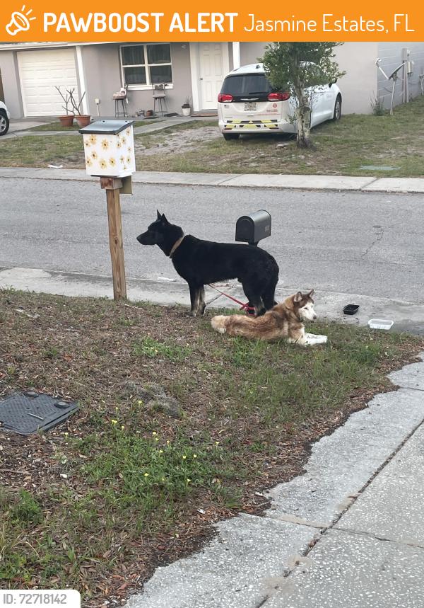 Found/Stray Unknown Dog last seen Fox follow , Jasmine Estates, FL 34668