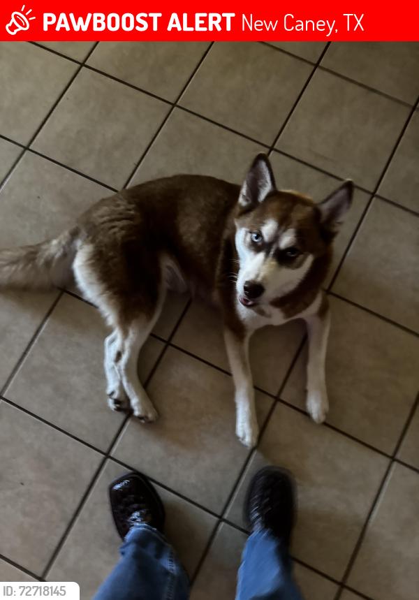 Lost Female Dog last seen Near Masella ridge drive , New Caney, TX 77357