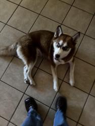 Lost Female Dog last seen Near Masella ridge drive , New Caney, TX 77357