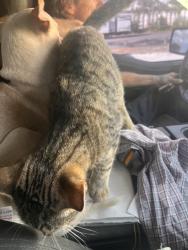 Lost Male Cat last seen Stephens road ruskin, Ruskin, FL 33570