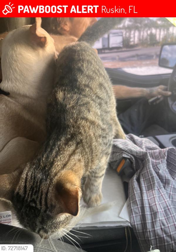 Lost Male Cat last seen Stephens road ruskin, Ruskin, FL 33570