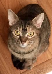 Lost Female Cat last seen Dead end of Mayo street north , Palm Harbor, FL 34681