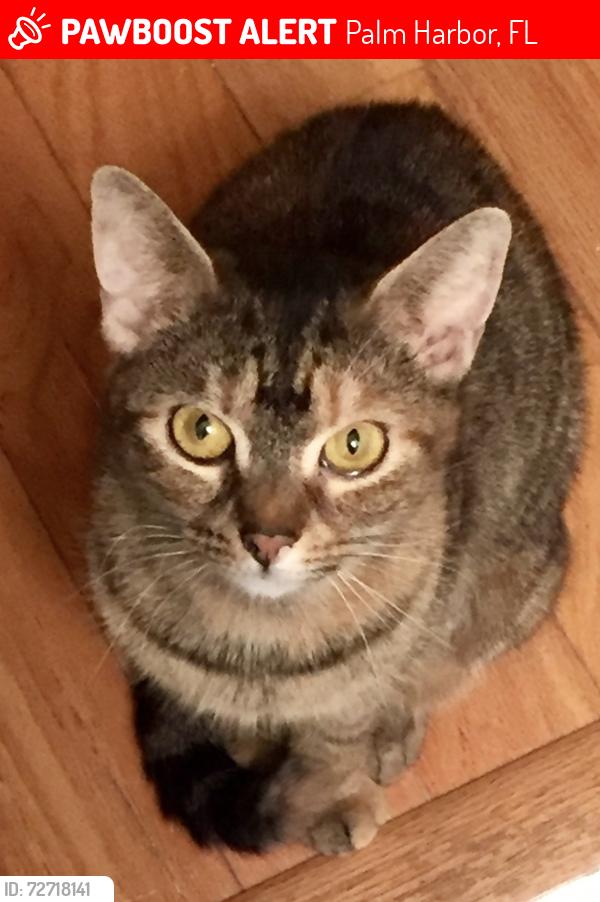 Lost Female Cat last seen Dead end of Mayo street north , Palm Harbor, FL 34681