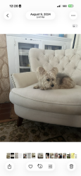 Lost Female Dog last seen Georgia , West Palm Beach, FL 33401