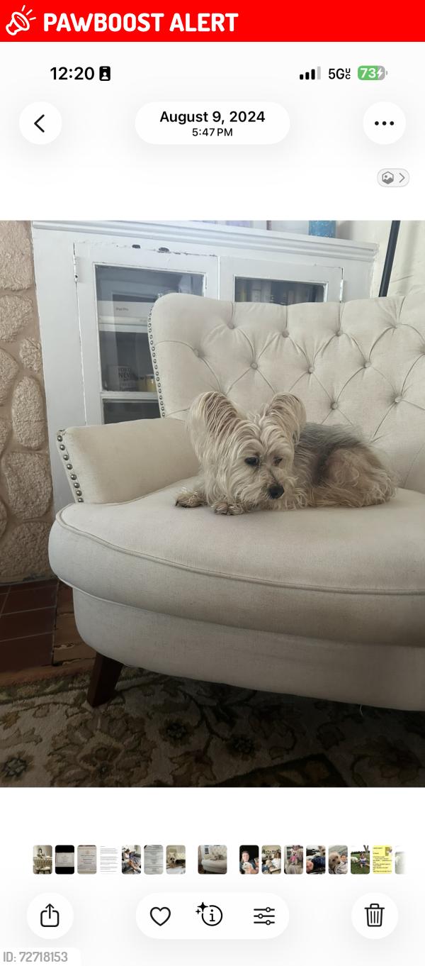 Lost Female Dog last seen Georgia , West Palm Beach, FL 33401