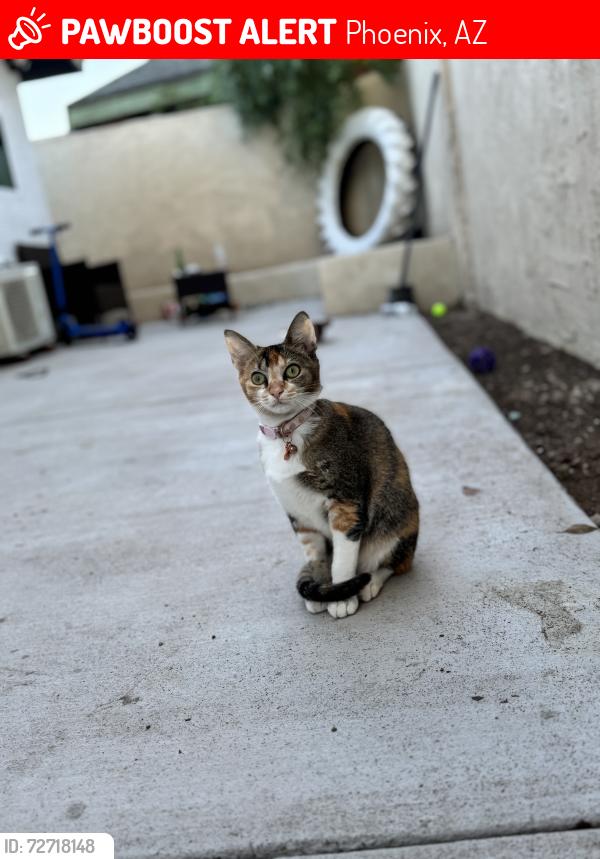 Lost Female Cat last seen Acero at Algodon Center Phoenix, AZ  85037 Estados Unidos, Phoenix, AZ 85037