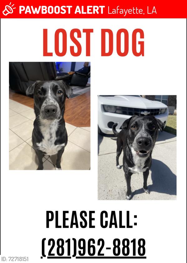 Lost Male Dog last seen Verot school rd, Lafayette, LA 70508