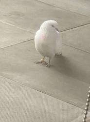 Found/Stray Unknown Bird last seen Ilford, Greater London, England IG3
