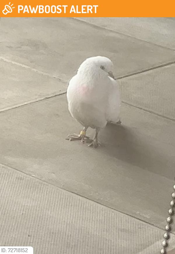 Found/Stray Unknown Bird last seen Ilford, Greater London, England IG3
