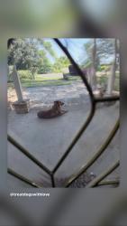 Found/Stray Unknown Dog last seen seen in Hearthstone subdivision. Lise to Scrnic Hey going towards Olive, Pensacola, FL 32514
