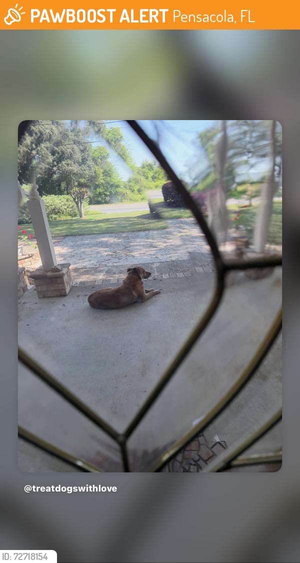 Found/Stray Unknown Dog last seen seen in Hearthstone subdivision. Lise to Scrnic Hey going towards Olive, Pensacola, FL 32514