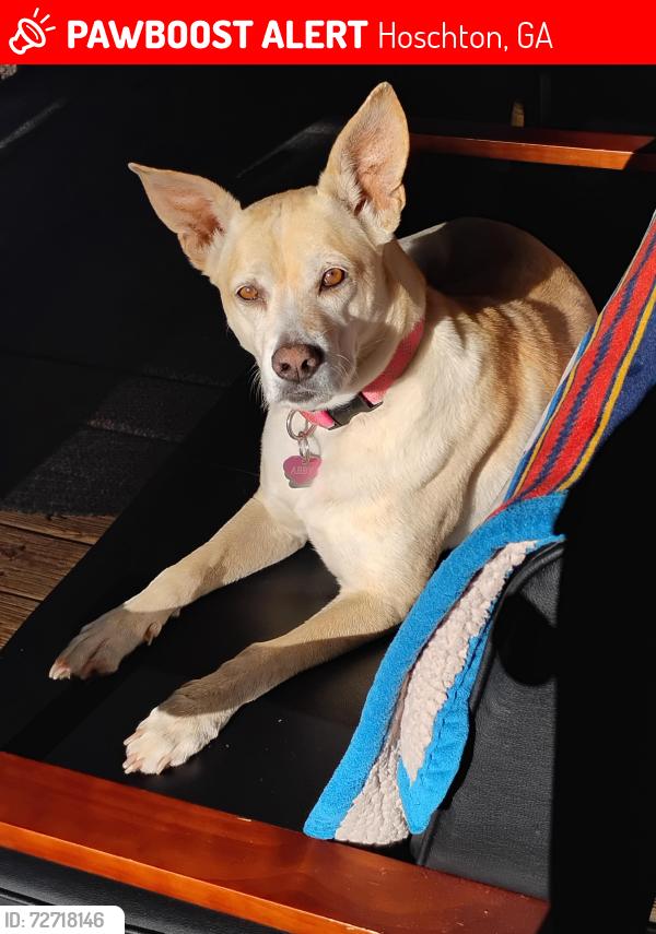 Lost Female Dog last seen Hwy 332 & Old pendergrass rd, Hoschton, GA 30548