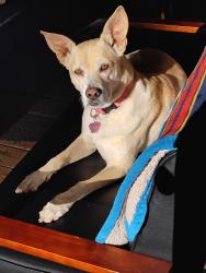 Lost Female Dog last seen Hwy 332 & Old pendergrass rd, Hoschton, GA 30548
