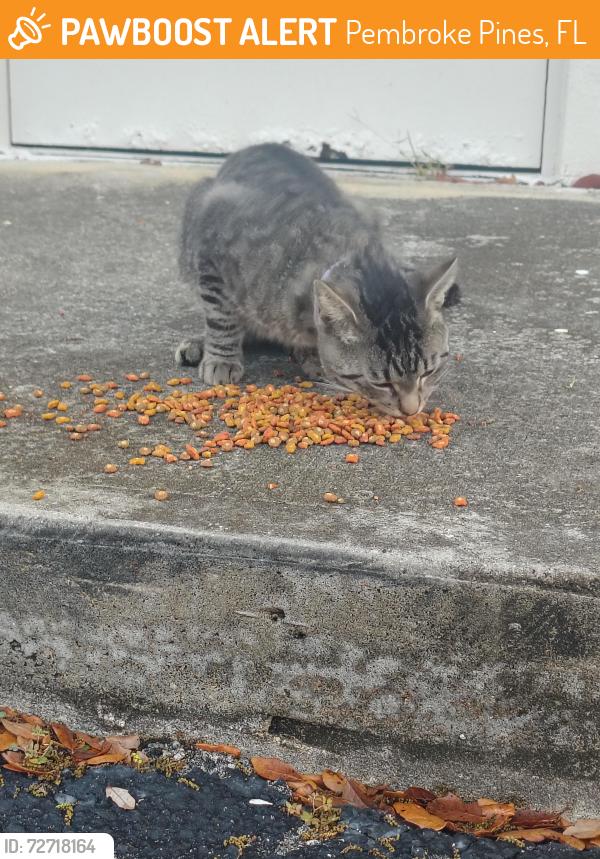 Found/Stray Male Cat last seen Flamingo and Pines boulevard by the Walmart, Pembroke Pines, FL 33027