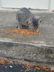Found/Stray Male Cat last seen Flamingo and Pines boulevard by the Walmart, Pembroke Pines, FL 33027