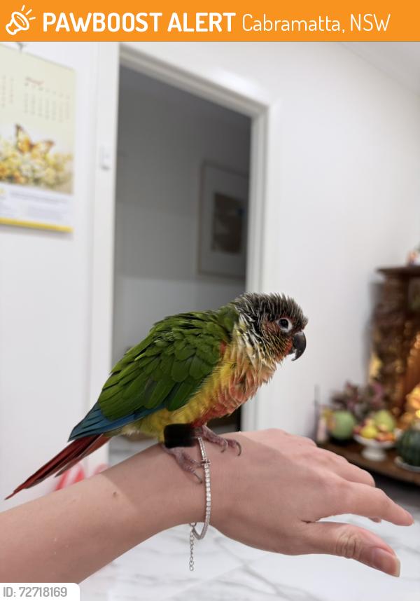 Found/Stray Unknown Bird last seen Cabramatta , Cabramatta, NSW 2166