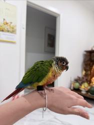 Found/Stray Unknown Bird last seen Cabramatta , Cabramatta, NSW 2166
