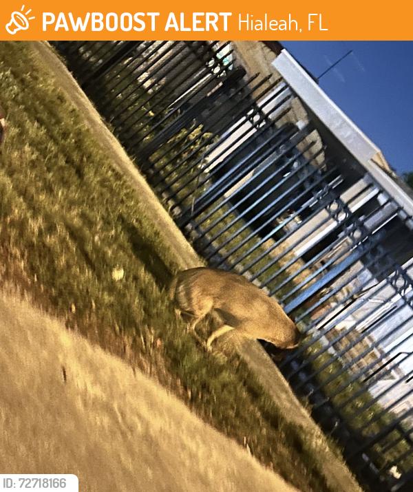 Found/Stray Unknown Dog last seen 30-31 Street and 9-10 ave West Hialeah, FL, Hialeah, FL 33010