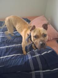Found/Stray Male Dog last seen U.S. 1 Highway and Kings Highway, Brevard County, FL 32780