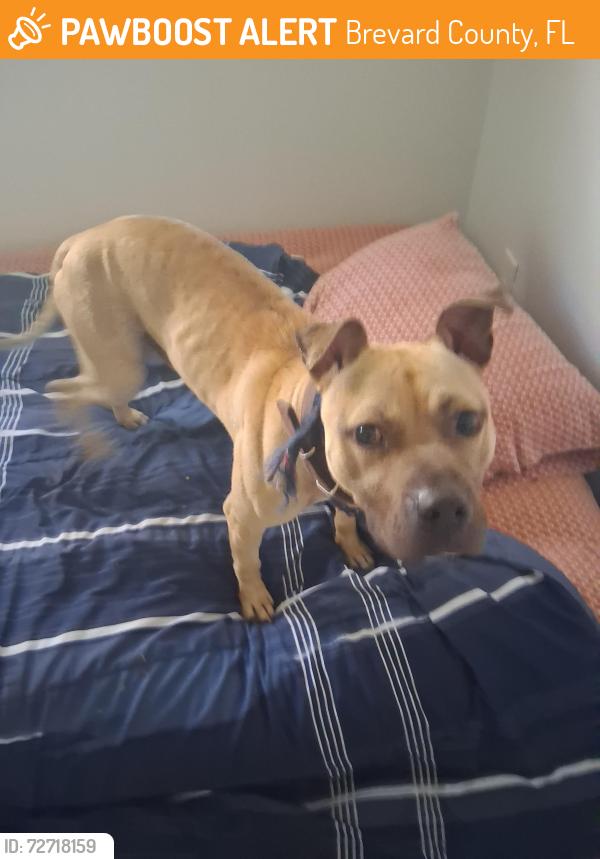Found/Stray Male Dog last seen U.S. 1 Highway and Kings Highway, Brevard County, FL 32780