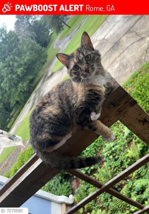 Lost Female Cat last seen Spring Creek Farms subdivision , Rome, GA 30161