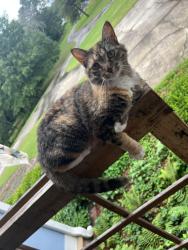 Lost Female Cat last seen Spring Creek Farms subdivision , Rome, GA 30161