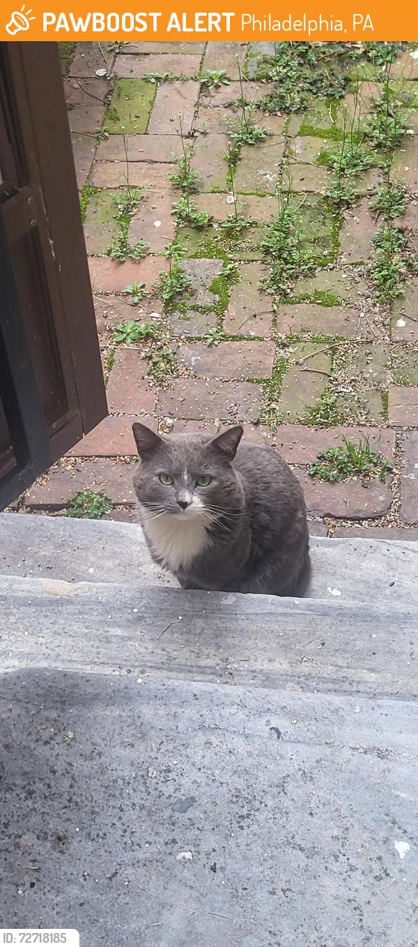 Found/Stray Unknown Cat last seen Penitentiary , Philadelphia, PA 19130