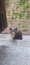 Found/Stray Unknown Cat last seen Penitentiary , Philadelphia, PA 19130