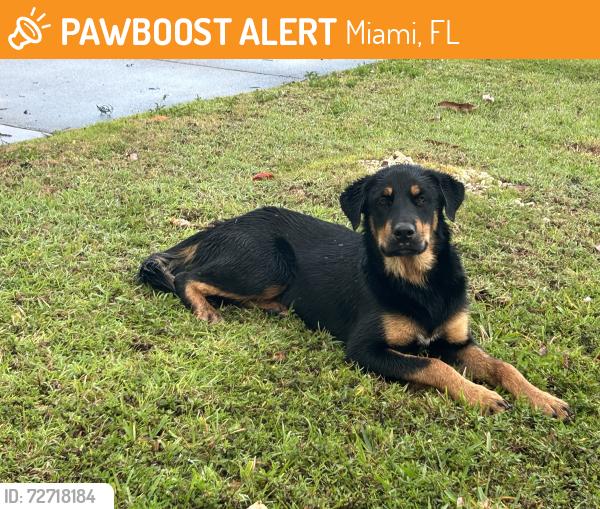 Found/Stray Male Dog last seen Near ave & 115 street, Miami, FL 33176