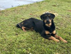 Found/Stray Male Dog last seen Near ave & 115 street, Miami, FL 33176